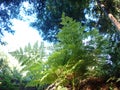 California Redwood Forest green fern leaves with bright sunlight and blue sky Royalty Free Stock Photo