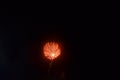 California orange Poppy firework lights up the sky Royalty Free Stock Photo