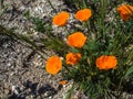 California orange poppy on the ground Royalty Free Stock Photo