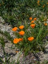 California orange poppy on the ground Royalty Free Stock Photo