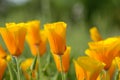 California Orange Poppy