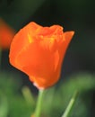 California orange poppy  wildflower Royalty Free Stock Photo