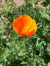 California orange poppy  wildflower Royalty Free Stock Photo