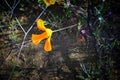 California orange poppy  wildflower Royalty Free Stock Photo