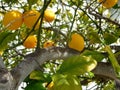 California Oranges