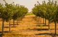 California Orchards