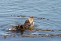 California otter bathing with kelp in shallow water