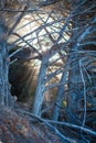 California Pacific coast trees