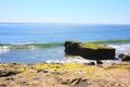 California Pacific Coastal Black dog watching by the beach Royalty Free Stock Photo