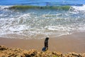 California Pacific Coastal Black dog watching by the beach Royalty Free Stock Photo