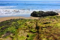 California Pacific Coastal green seaweed by the beach Royalty Free Stock Photo