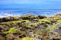 California Pacific Coastal green seaweed beach rocks Royalty Free Stock Photo