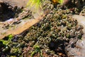 California Pacific Coastal green seaweed with deep sea coral on the beach rocks Royalty Free Stock Photo