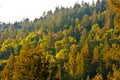 California Pacific top of the redwood forest mountain morning fog scenery