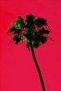 Abstract palm tree