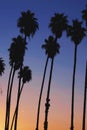 California Palm Tree Sunset