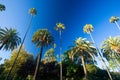 California palm trees