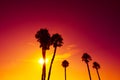 California palm trees silhouettes at vivid colorful summer sunset Royalty Free Stock Photo