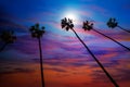 California palm trees sunset with colorful sky Royalty Free Stock Photo