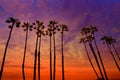 California palm trees sunset with colorful sky Royalty Free Stock Photo