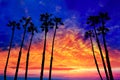 California palm trees sunset with colorful sky Royalty Free Stock Photo