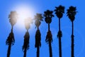 California palm trees washingtonia western surf flavour