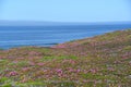 California-Panorama of Purple Ice Plant Blooms Against The Blue Sea Royalty Free Stock Photo