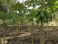 California papaya plantations ready to be harvested Royalty Free Stock Photo