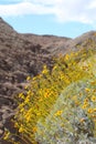 California Park Series - Anza-Borrego Desert - Brittlebush Flowering Plant - Encelia farinosa Royalty Free Stock Photo