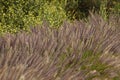 California Park Series - Lake Murray Community Park - Purple Fountain Grass