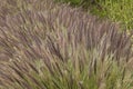 California Park Series - Lake Murray Community Park - Purple Fountain Grass