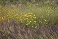 California Park Series - Lake Murray Community Park - Purple Fountain Grass