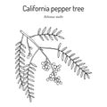 California pepper tree, or Peruvian peppertree Schinus molle