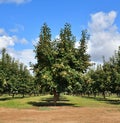 California: Persimmon Tree in Orchard of Central Valley Royalty Free Stock Photo