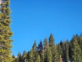 California Pine Trees and Big Blue Sky Royalty Free Stock Photo