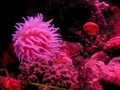 California Pink Coral in Deep Water