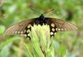 California Pipevine Swallowtail, Battus philenor subsp. hirsuta Royalty Free Stock Photo