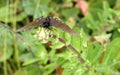 California Pipevine Swallowtail, Battus philenor subsp. hirsuta