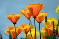 California Poppies Orange Flower Blue Sky Royalty Free Stock Photo