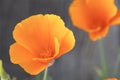 California poppies