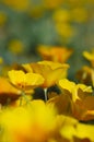 California Poppies