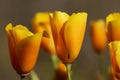 California Poppies Royalty Free Stock Photo