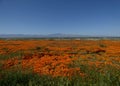 California Poppies in Bloom with Mountains and Clear Blue Sky Wide