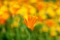 California poppies bloom in spring