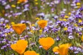 California poppies blooming on a meadow, Goldfields and Gilia in the background,California