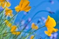 California Poppies and Blue Sky Royalty Free Stock Photo