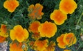 California Poppies Or Eschscholzia Californica In Bloom