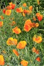 California poppies (Eschscholzia californica) in bloom