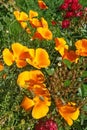 California poppies (Eschscholzia californica) in bloom