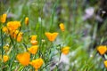 California poppies Eschscholzia californica blooming on the hills of south San Francisco bay area in springtime Royalty Free Stock Photo